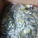 07-04-2024_1712453476_PRAN71IN38ROD4H